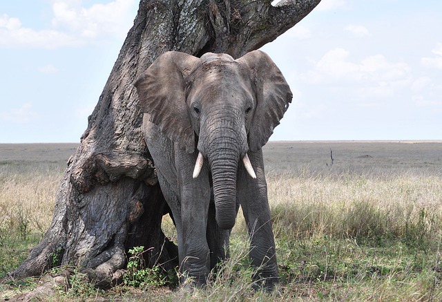 Tanzania Elephant